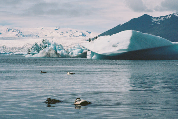 Two ducks swimming in a lake with large icebergs and mountains in the background